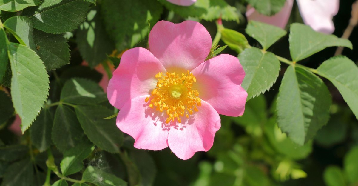 Wild Rose